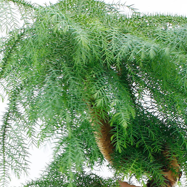 Araucaria Pflege Araucaria Pflege