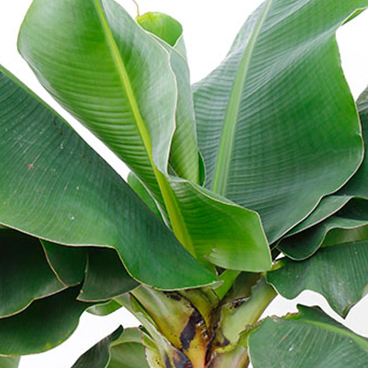 Bananenpflanze Pflege