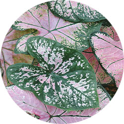 Caladium pflege 