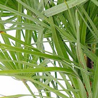 Chamaerops Humilis Pflege Chamaerops Humilis Pflege
