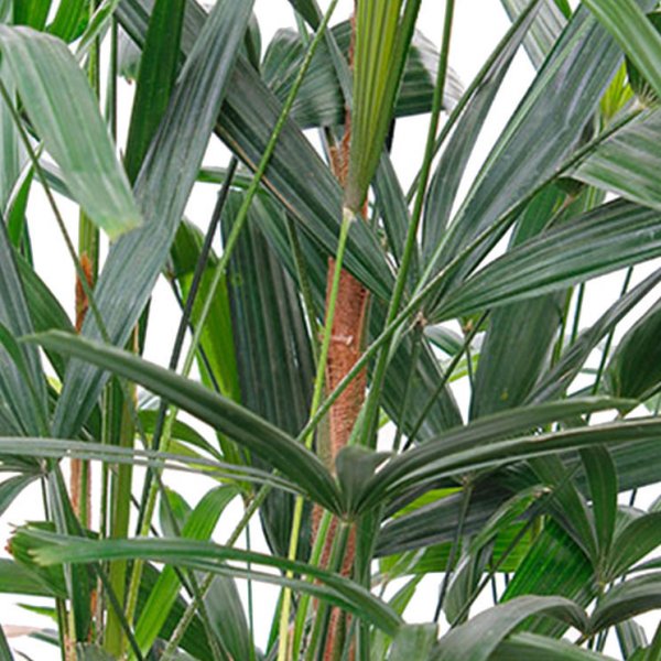 Rhapis Pflege Rhapis Pflege