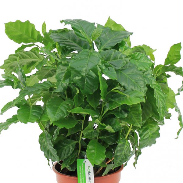 Coffea arabica pflege Coffea arabica pflege