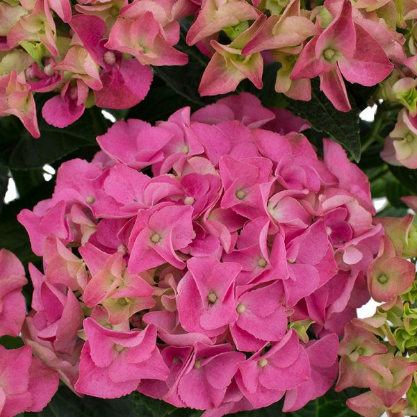 Hortensia Pflege Hortensia Pflege