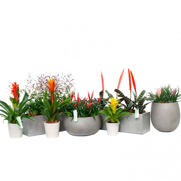 Bromelia Pflege Bromelia Pflege