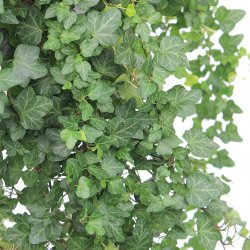 Hedera Pflege Hedera Pflege