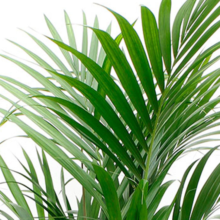 Kentia Palme Pflege Kentia Palme Pflege