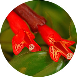 Aeschynanthus 