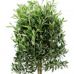 Olivenbaum Olivenbaum
