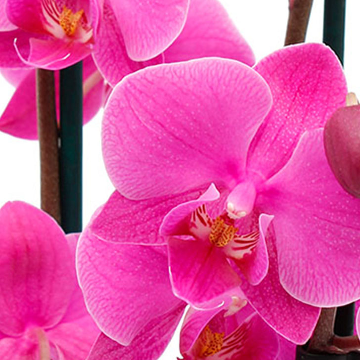 Orchidee Pflege Orchidee Pflege