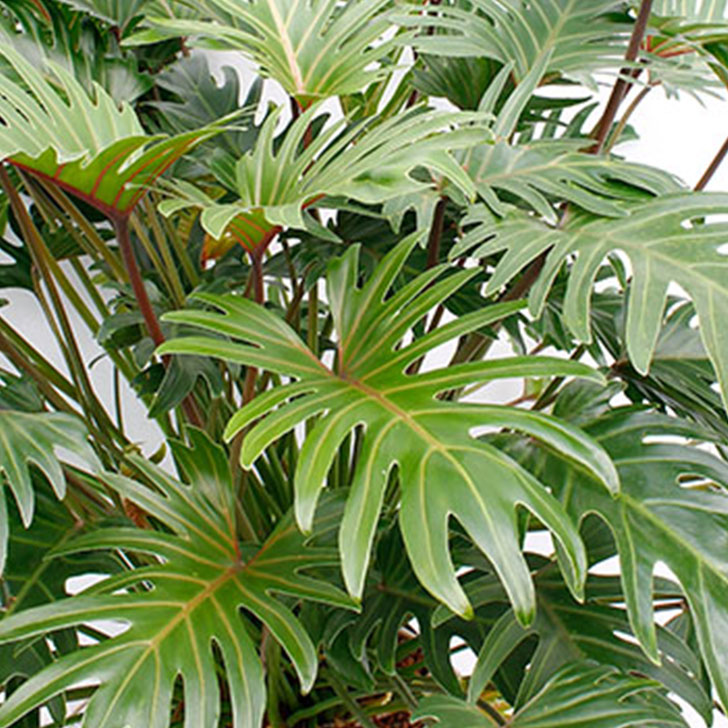 Zimmerpflanzen Lexikon 123zimmerpflanzen