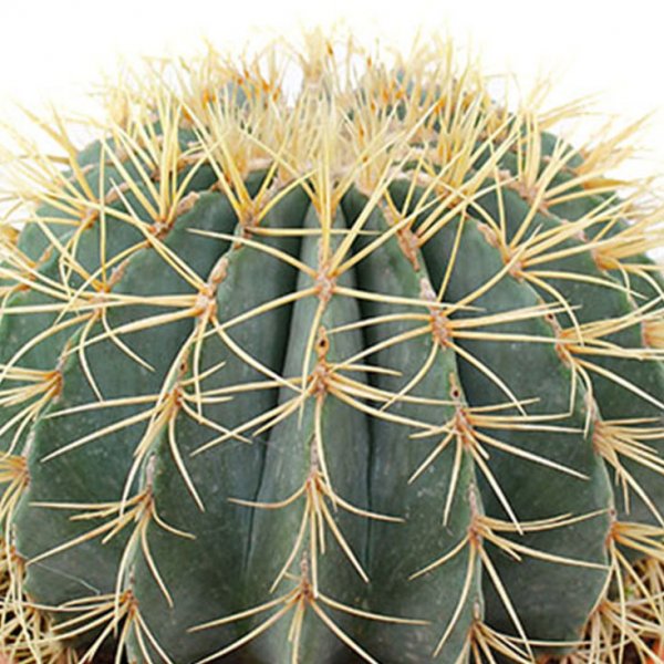 Euphorbia Pflege Euphorbia Pflege