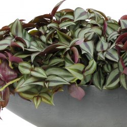 Tradescantia pflege Tradescantia pflege