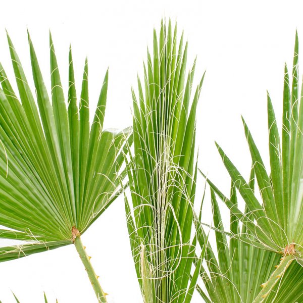 Washingtonia Washingtonia