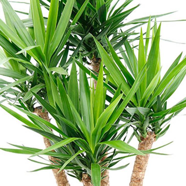 Yucca Palme Pflege Yucca Palme Pflege