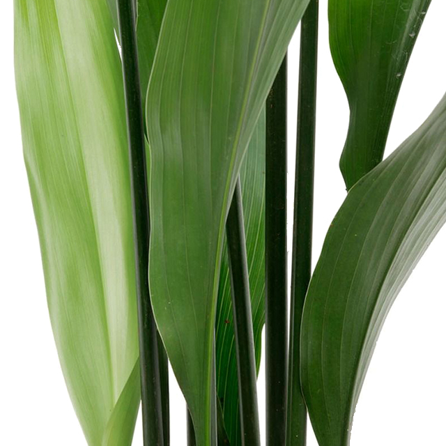 Aspidistra Pflege Aspidistra Pflege