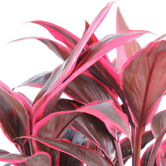 Cordyline Pflege Cordyline Pflege