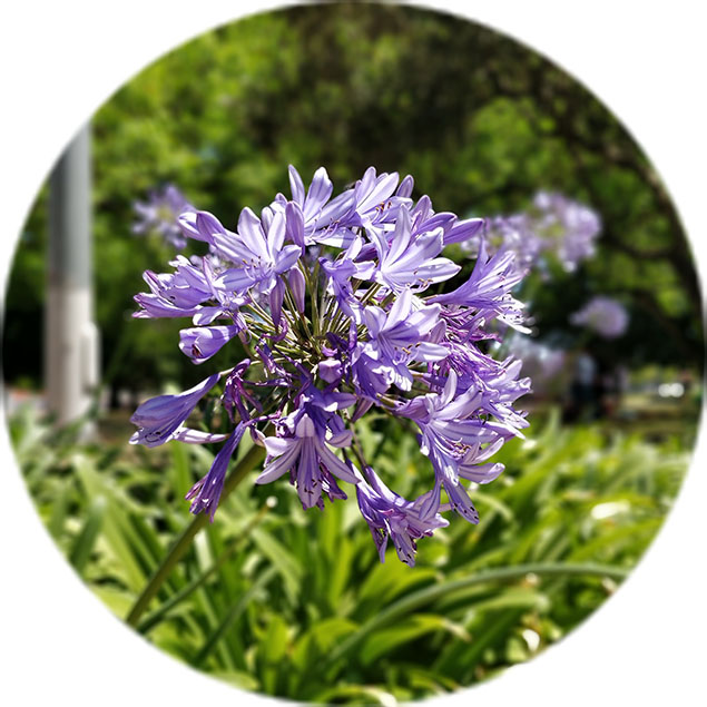 Agapanthus Pflege