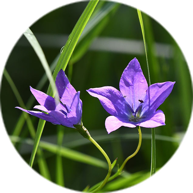 Campanula Pflege