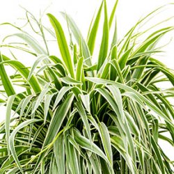 Chlorophytum Pflege Chlorophytum Pflege