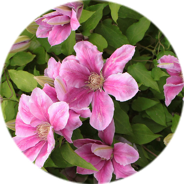 Clematis Pflege