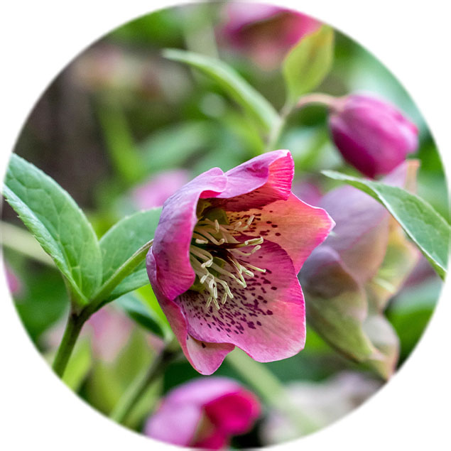 Helleborus Pflege