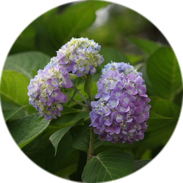 Hortensia Pflege