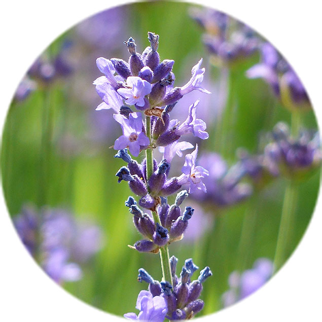 Lavendel Pflege