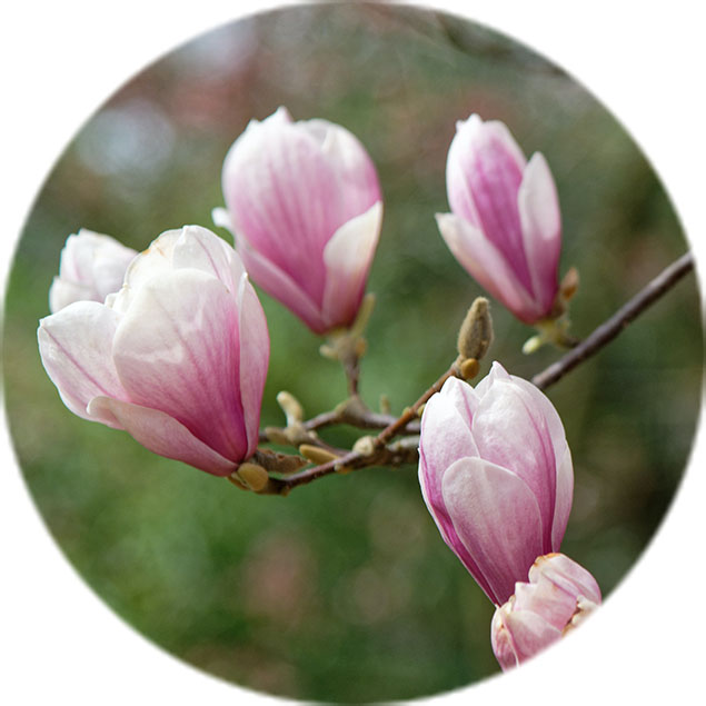 Magnolien Pflege