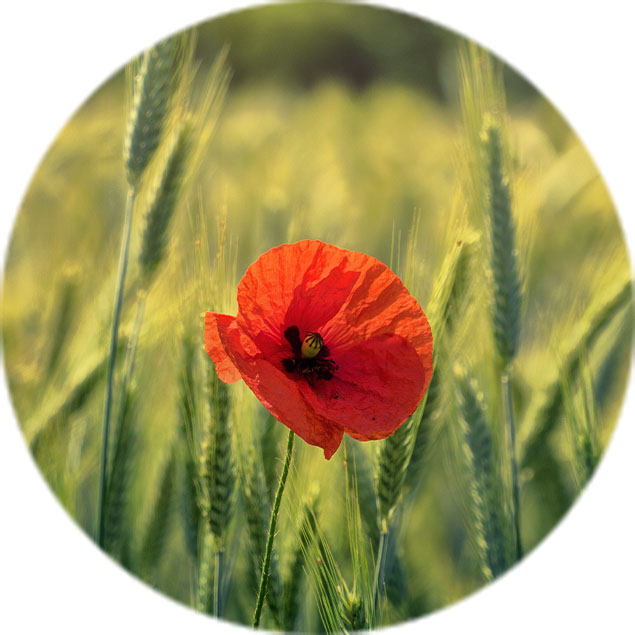 Mohn Pflege