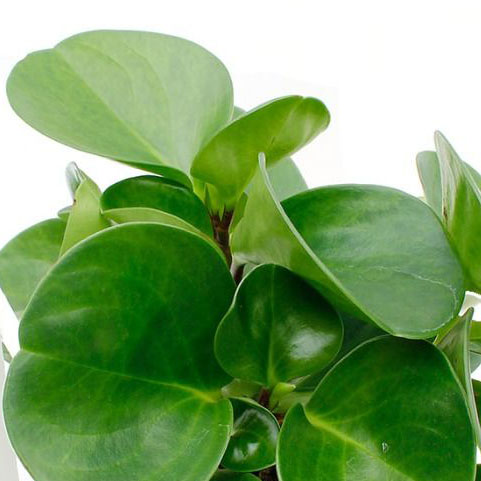 Peperomia Pflege Peperomia Pflege