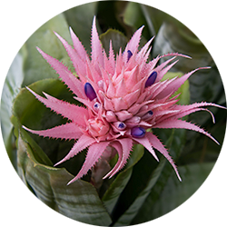 Aechmea Pflege