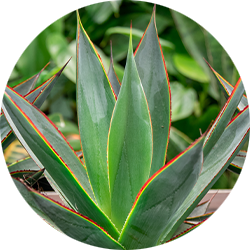 Agave Pflege