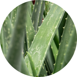 Aloe Vera Pflege