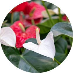 Anthurium Pflege