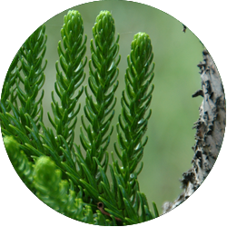 Araucaria Pflege