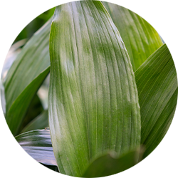 Aspidistra Pflege