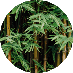 Bambus Pflege