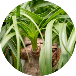Beaucarnea Pflege Beaucarnea Pflege