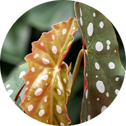 Begonia Pflege