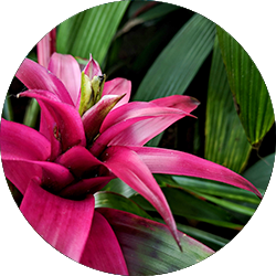 Bromelia Pflege