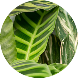 Calathea Pflege