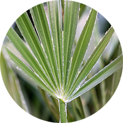 Chamaerops Humilis Pflege