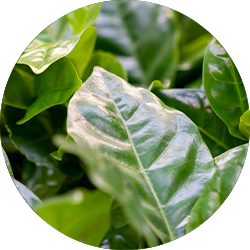 EXOTENHERZ - KAFFEE Pflanze (Coffea arabica) 2 Pflanze