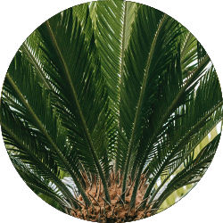 Cycas Pflege