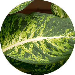 Dieffenbachia Pflege