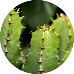 Euphorbia Pflege