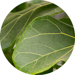 Ficus Lyrata Pflege