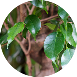 Ficus Pflege