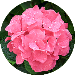 Hortensia Pflege Hortensia Pflege