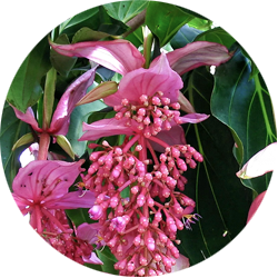 Medinilla Pflege